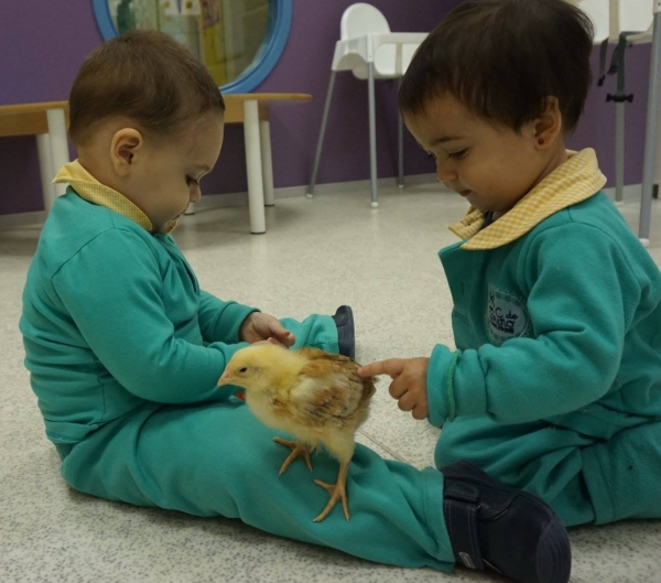 El pollo Pepe - Escuela Infantil CON C DE CARIÑO